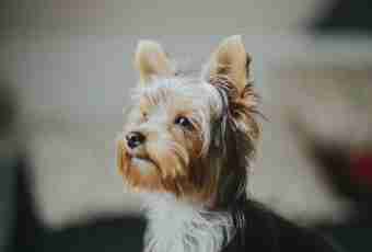 How to bathe a Yorkshire terrier