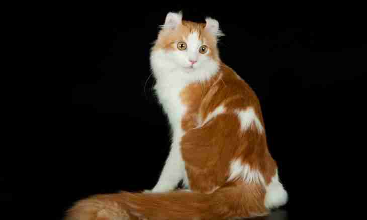 Cat breeds: American curl