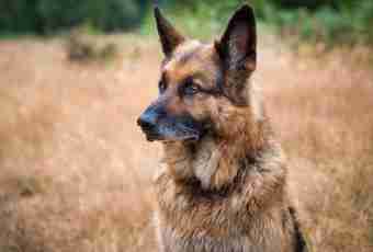 How to distinguish alaby from a German shepherd