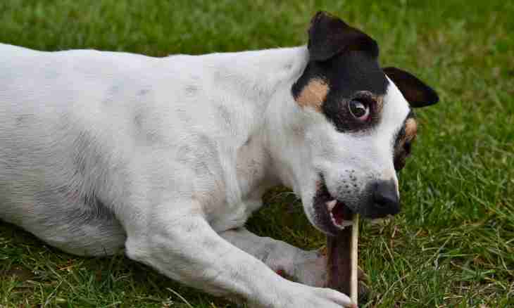How to feed the Jack Russell Terrier