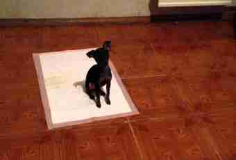 How to accustom a chihuahua to a tray