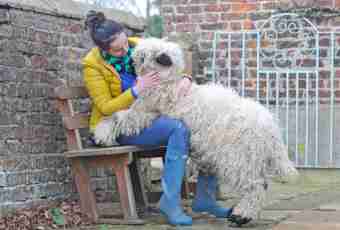 How to feed a sheep-dog