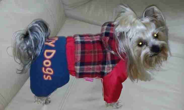 How to sew clothes for a Yorkshire terrier