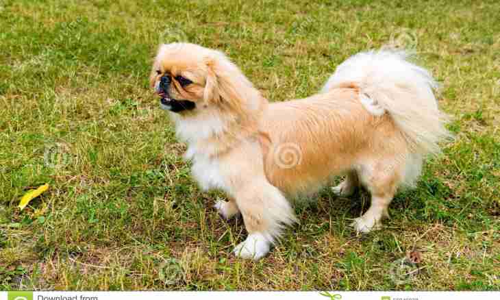 How to call the girl of a Pekinese