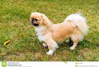How to call the girl of a Pekinese