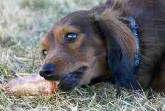 How to feed the feeding dachshund