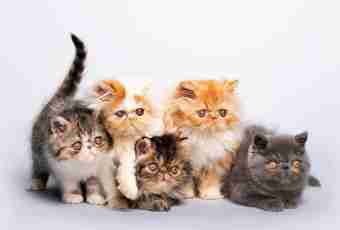 How to choose a kitten of a Persian cat