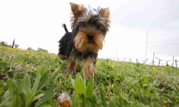 That for breed a Yorkshire terrier