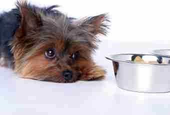 How to feed a puppy of a Yorkshire terrier