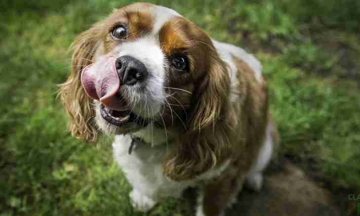 If your pet - a spaniel