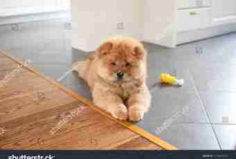 How to feed puppies of a chow-chow