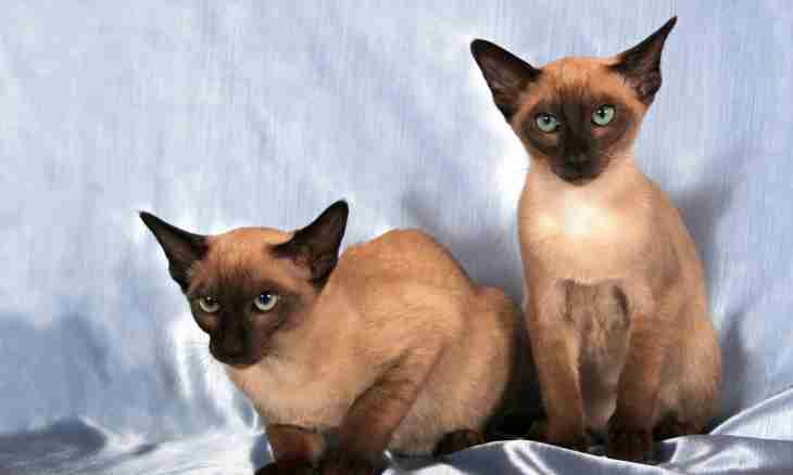 What character at a Siamese cat