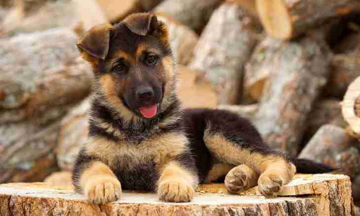 As the puppy of a German shepherd looks
