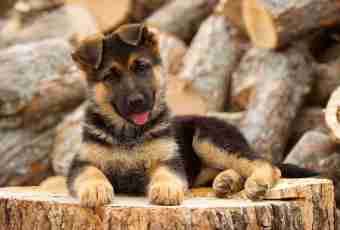 As the puppy of a German shepherd looks