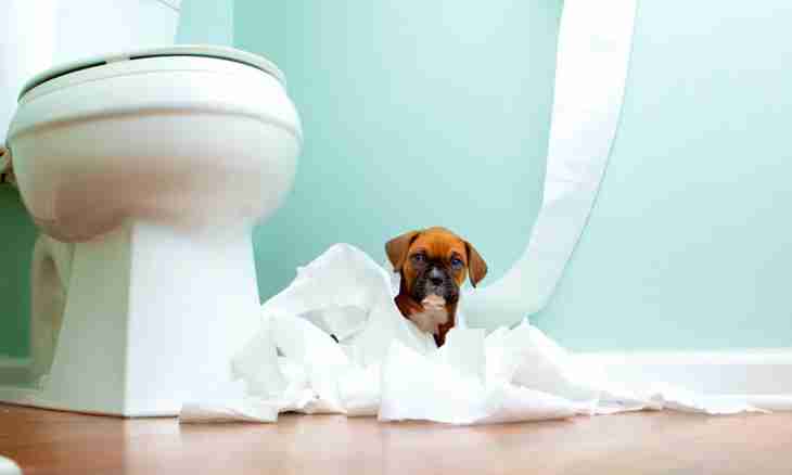 How to accustom a puppy of a dachshund to a toilet