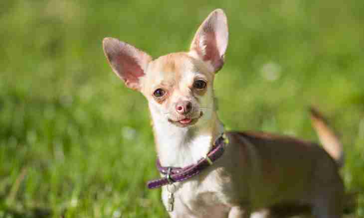 In what feature of breed of a chihuahua - mini