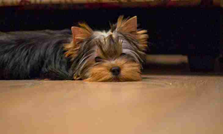How to prepare a Yorkshire terrier for an exhibition