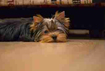How to prepare a Yorkshire terrier for an exhibition