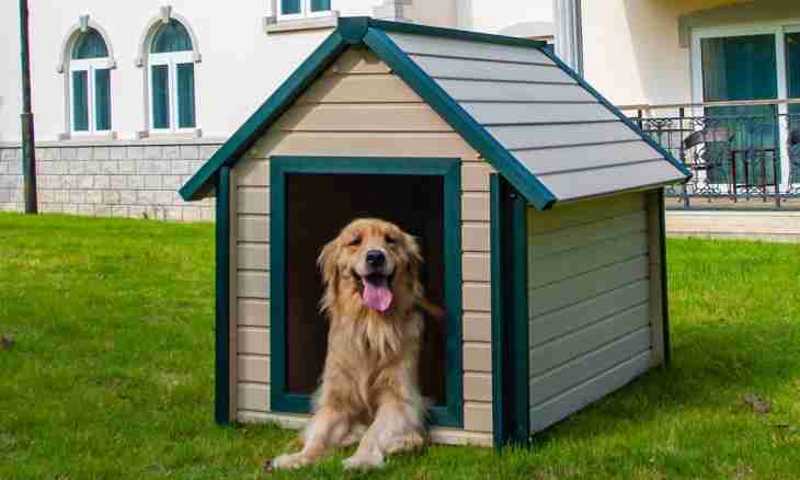 What dog to get in a country house