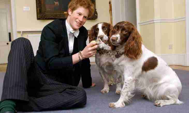 What breed dog of the English queen?