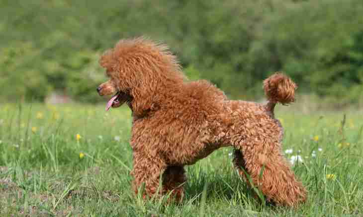 Poodle: features of breed