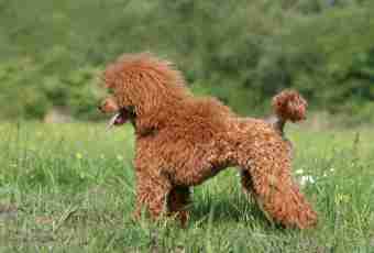 Poodle: features of breed