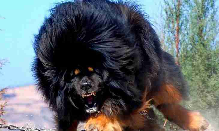 What breed of dog the biggest in the world