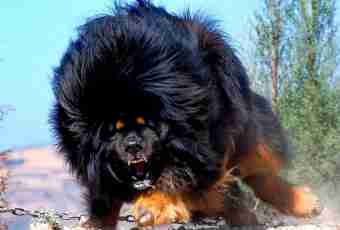What breed of dog the biggest in the world
