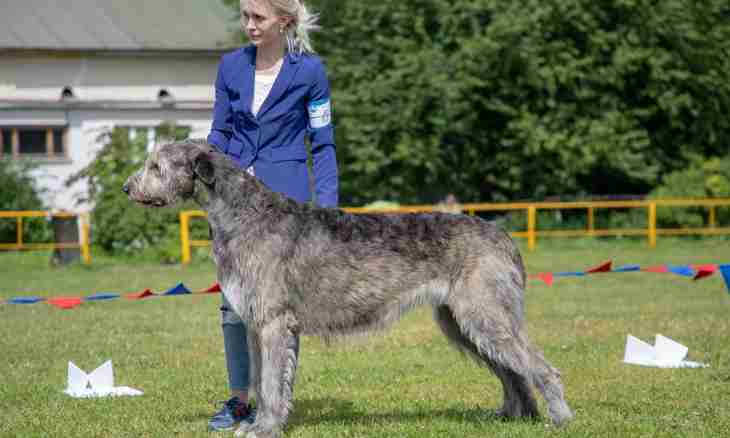 How to buy a puppy of the Irish wolfhound
