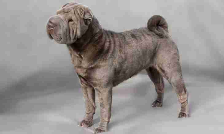 How to choose a puppy of a Shar-Pei