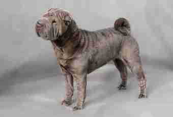 How to choose a puppy of a Shar-Pei