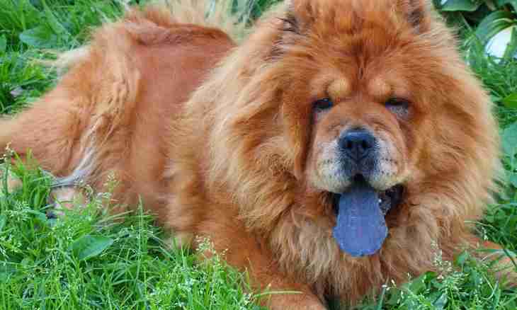 How to bring up a chow-chow