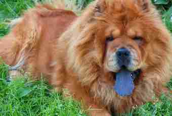 How to bring up a chow-chow