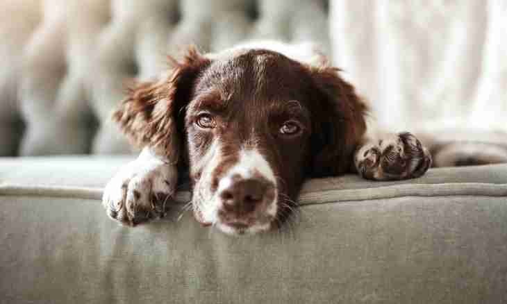 How to look after a spaniel in house conditions