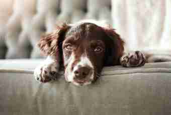 How to look after a spaniel in house conditions