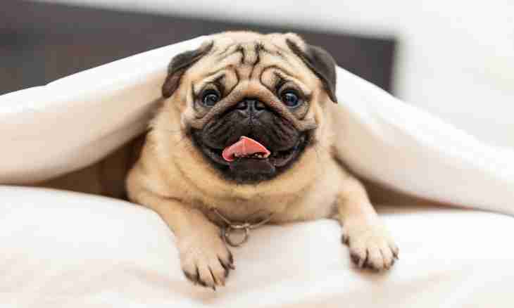 How to look after a pug