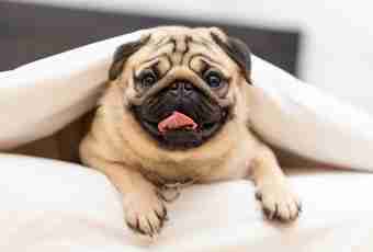 How to look after a pug