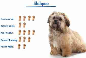 The Tibetan breed of a shih-tzu - a dog at whom eyes drop out