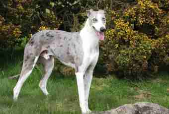 Dog Italian greyhound: features of breed