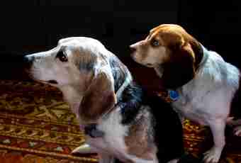 All about dogs of breed a beagle