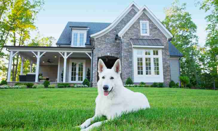 Whether to take a dog of large breed in the apartment?