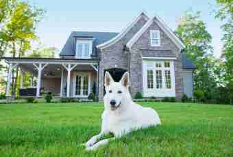 Whether to take a dog of large breed in the apartment?