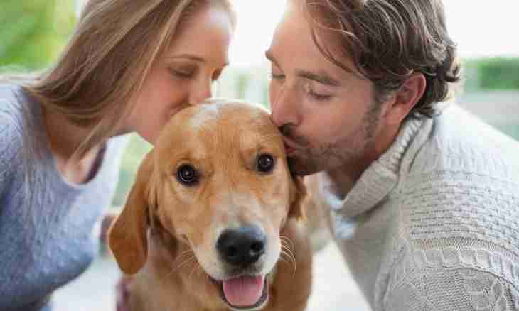 How to choose a suitable dog