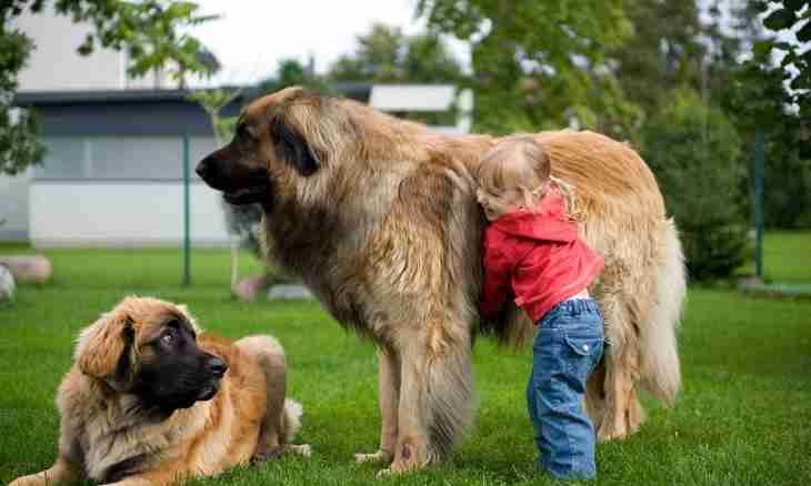 What largest breeds of dog