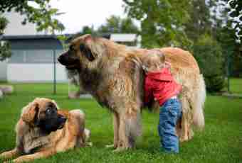 What largest breeds of dog