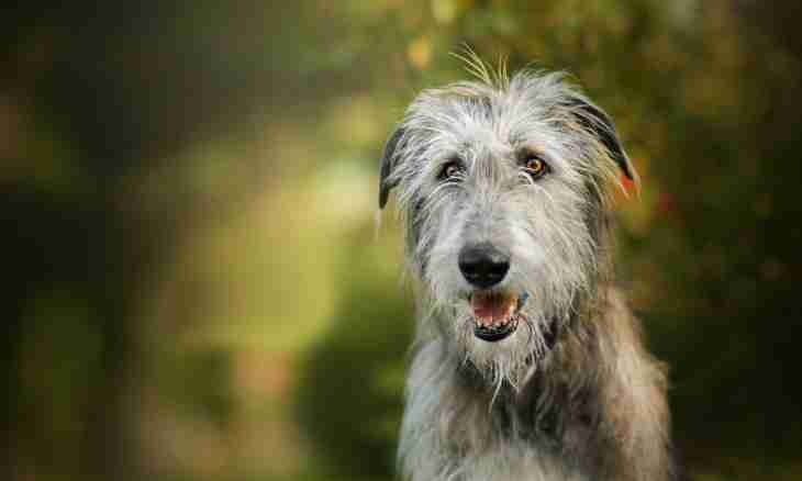 Wolfhound: character and exterior