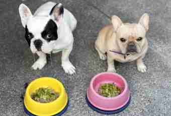 How to feed a puppy of a chihuahua