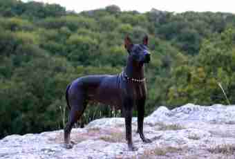 Xoloitzcuintle: features of her behavior and care for it
