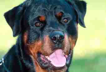 Rottweiler: standards of breed and feature of character