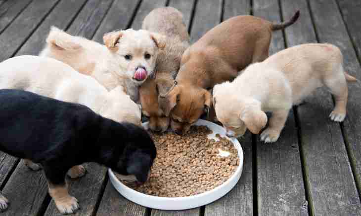 What means alimentary puppies